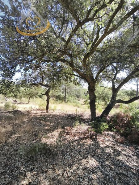 Foto ac1bea08-4d96-41a8-a3b8-f04072a27988. Finca rústica a Moguer