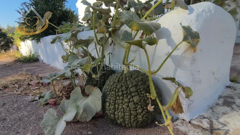 Foto 41c6dfa6-3cda-4f4f-ab90-bd091bba0b5d. Fondo rustico in diseminado fotea 49 in Ayamonte ciudad Ayamonte