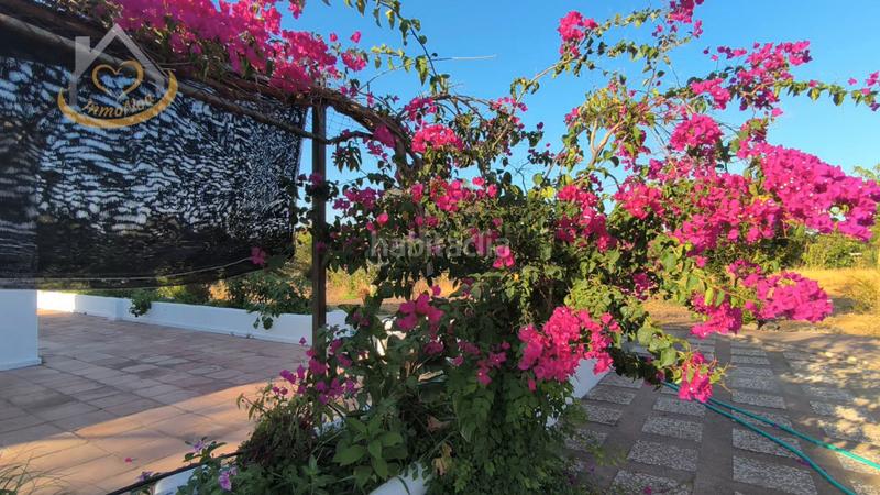 Foto 436e8f13-1db0-4ab4-aeaa-d916cded3982. Fondo rustico in diseminado fotea 49 in Ayamonte ciudad Ayamonte