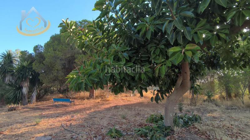 Foto c6b2edb8-4a7a-4f06-a978-50160e66ffe7. Fondo rustico in diseminado fotea 49 in Ayamonte ciudad Ayamonte