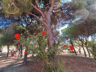 Finca rústica  Solar sector la redondela 10. Finca rústica en venta en valdecarrasco, isla cristina - la redo