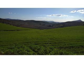 Residential Plot in Morón de la Frontera. Terreno en venta en morón de la frontera
