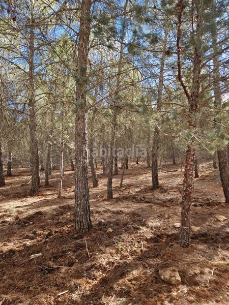 Foto aeeb2530-e2ee-4f3a-aa16-13910cd9c59d. Propriété dans pantano de peñarroya 0 dans Argamasilla de Alba