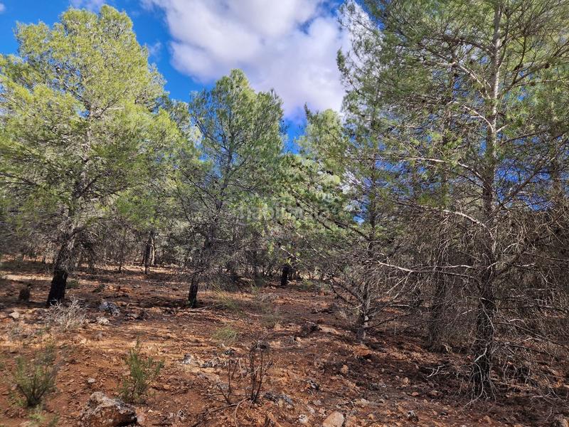 Foto 2045d005-ad29-44eb-bc5b-a433007a11ba. Finca rústica a pantano de peñarroya 0 a Argamasilla de Alba