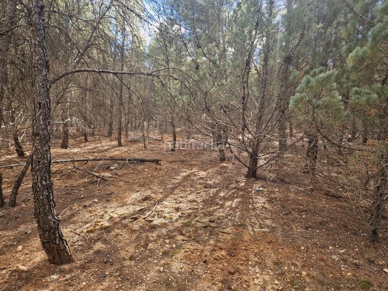 Foto 96896eaf-5c4b-4f64-a0af-7d3b1e06ae2f. Finca rústica a pantano de peñarroya 0 a Argamasilla de Alba