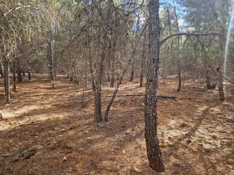 Foto f8f06423-8e93-4d9c-bd8d-ab77cd5ac544. Finca rústica a pantano de peñarroya 0 a Argamasilla de Alba