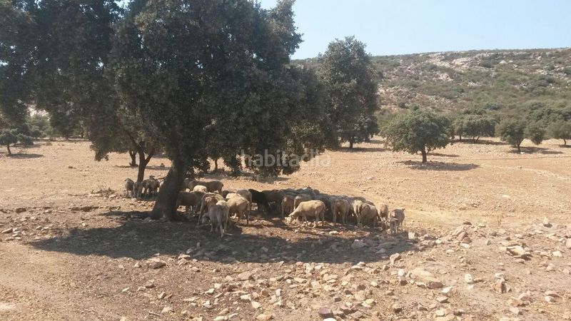 Foto 9356a4cf-ba6e-4deb-824a-6ea8da08646c. Casale in Almodóvar del Campo