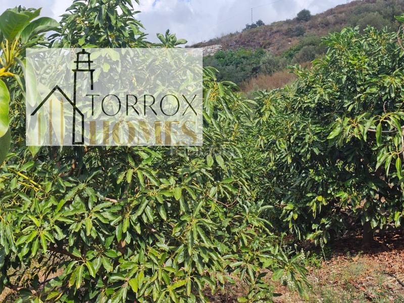 Foto 8cb40eed-4b9f-48b1-8d6d-5e821206d816. Mas dans Torrox pueblo Torrox