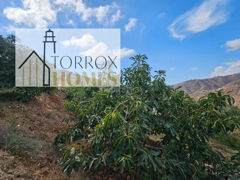 Foto ca2c181f-e6e3-4492-b69b-2e5e7aa27b07. Mas dans Torrox pueblo Torrox