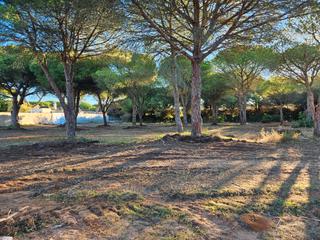 Rural plot in Las Lagunas - Campano. Parcela segregada 1.000m.