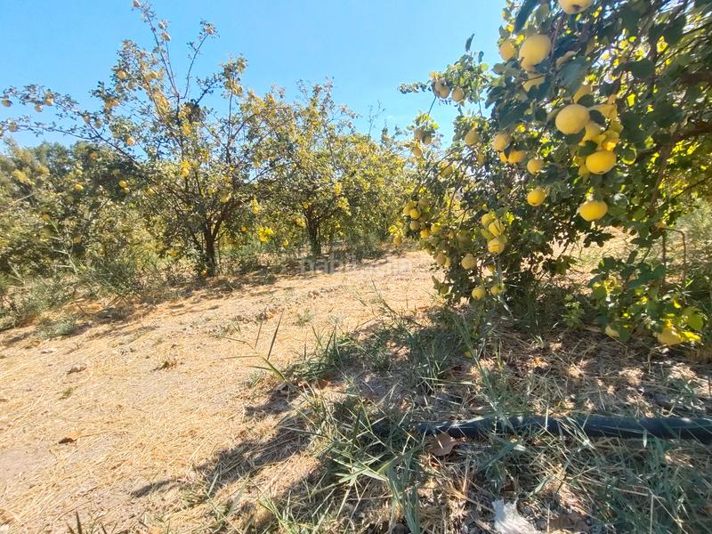 Foto aea532c0-52db-4c88-9754-9f3d42f65ff1. Mas dans n/a dans Priego de Córdoba