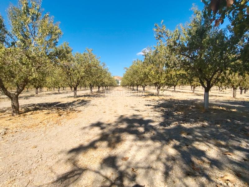 Foto bce50e78-31d0-40cf-9781-5bbf8bada944. Mas dans n/a dans Priego de Córdoba
