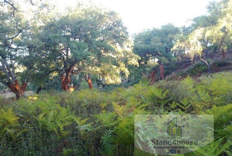 Foto 65ad4a05-5166-4cfc-ad32-43f709bff243. Terreno residencial terreno en Berrocal