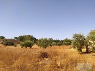 Residential Plot in Villarrasa. Villarrasaterreno