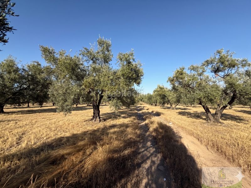 Foto a6d12553-046d-46bd-937d-f8e84d663493. Masía la palma del condadofinca rustica en Palma del Condado (La)