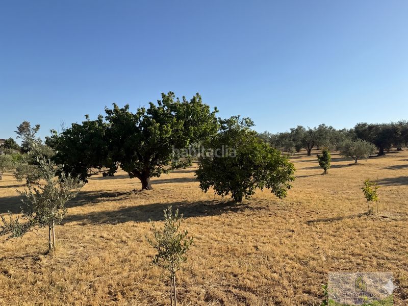 Foto acd7be90-d168-4c5c-b01d-fc1a4588950b. Masía la palma del condadofinca rustica en Palma del Condado (La)