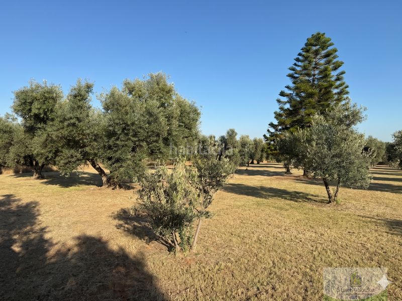 Foto b0995318-33a3-483b-ac95-45672f1cb406. Masía la palma del condadofinca rustica en Palma del Condado (La)