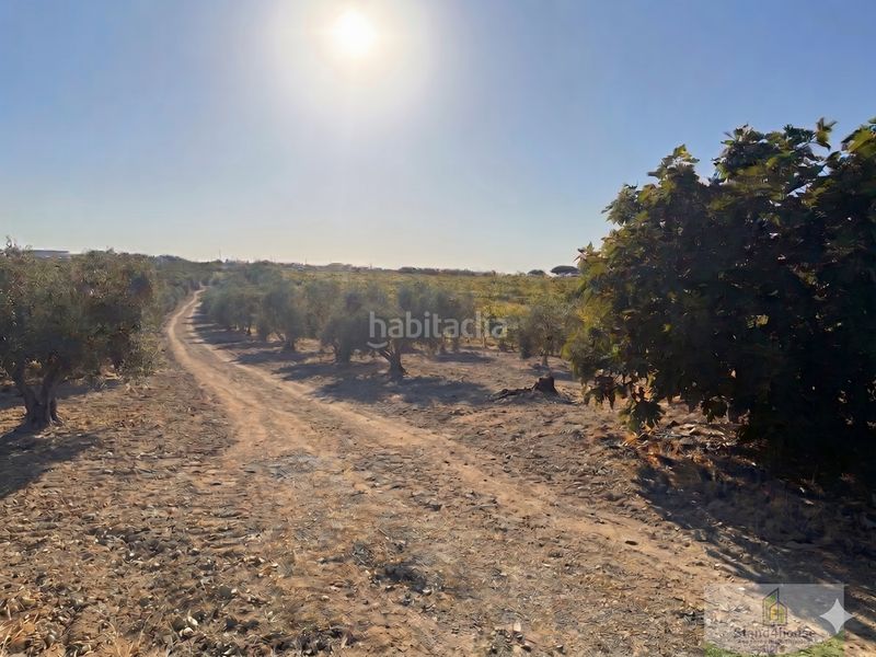 Foto e8ddefb3-e992-46ff-a062-b8d7a6cd3a7f. Masía la palma del condadofinca rustica en Palma del Condado (La)