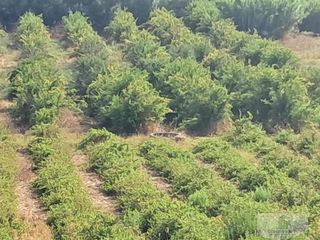 Masia a Bollullos Par del Condado. Bollullos par del condadofinca rustica