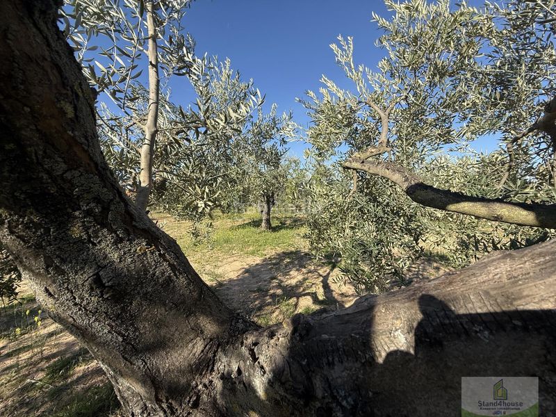 Foto b874099f-25dd-4c19-8012-5f3424cdcdbb. Masia a Bollullos Par del Condado