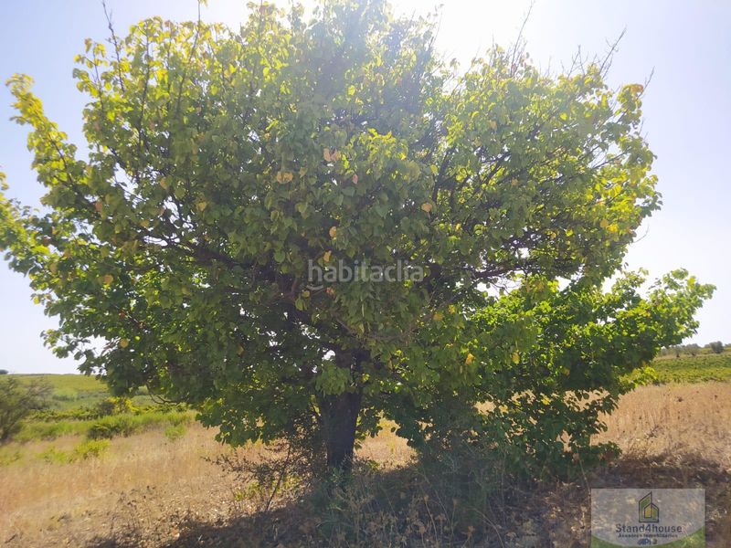 Foto cda0667d-c067-4085-9286-66117c2058d7. Masia a Villarrasa