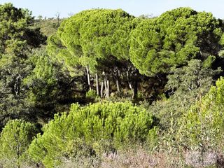 Bauernhof in Berrocal. Berrocalfinca rustica