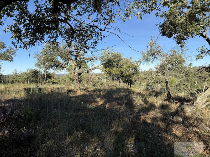 Foto 01df1ad3-1e99-44e6-8ef1-cc6655b8bc00. Masia a Berrocal
