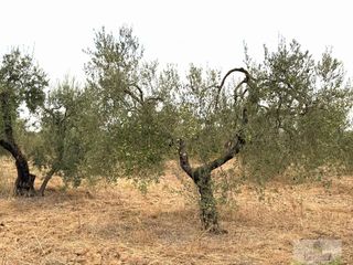 Masia a Bollullos Par del Condado. Bollullos par del condadofinca rustica