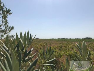 Masia a Bollullos Par del Condado. Bollullos par del condadofinca rustica
