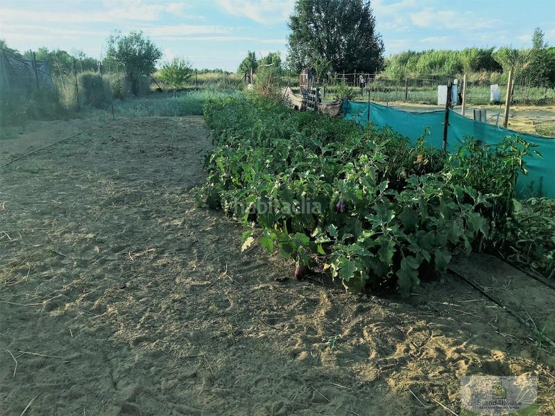 Foto 968222bf-de87-430b-8c33-d96c0d36c8c8. Country house in Rociana del Condado