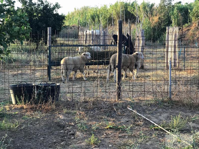 Foto e6aed11e-89d2-495f-85e3-f26e13b19f1d. Country house in Rociana del Condado