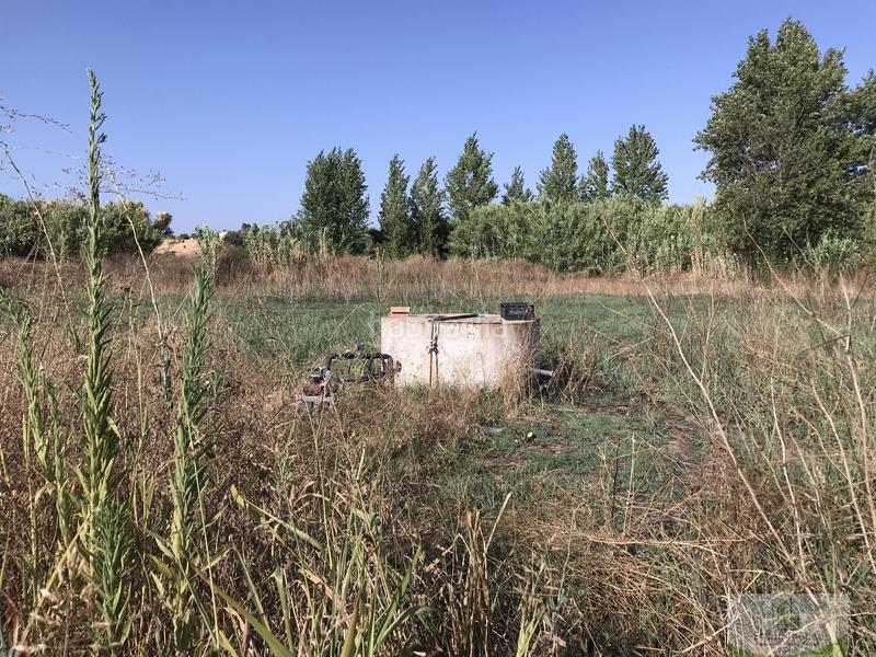 Foto f8bd42f2-1de4-4b9a-bdb6-00f75fb63cb4. Country house in Rociana del Condado