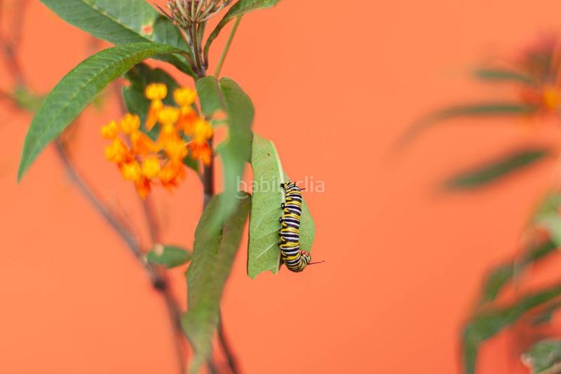 Foto f973e7d0-a4fc-41a8-bdee-87c393e5e8c2. Chalet in calle lomo pilón 3 in San José de las Vegas - La Atalaya Santa Brígida