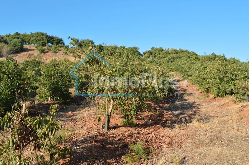 Foto 6dba95d9-1e18-4161-9136-28f1b23ee11a. Masia amb xemeneia calefacció a Guaro