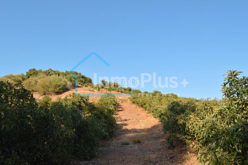 Foto 9ea147e3-9365-4ceb-9c8d-6ce3a9f464c5. Masia amb xemeneia calefacció a Guaro