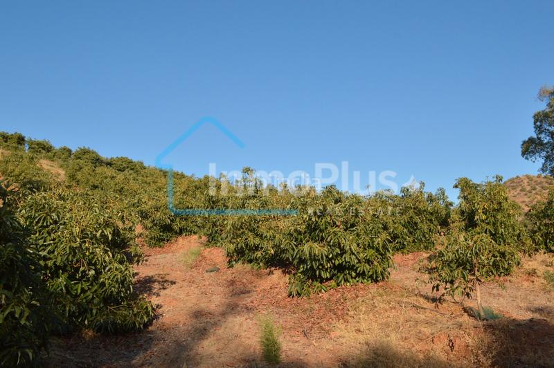 Foto ec5c5f1e-f275-4ed2-9a88-d9535facc70e. Masia amb xemeneia calefacció a Guaro