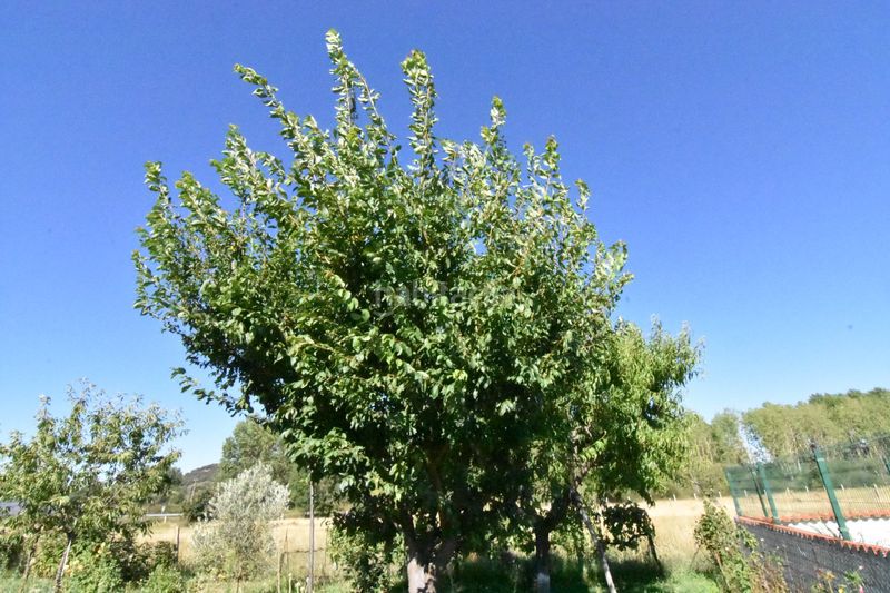 Foto 317c6d51-eceb-4676-82a9-fe6d788be2e7. Country house in la torrecilla in Ciudad Rodrigo