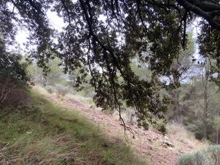 Finca rústica a Riudecols. Leña gratis a cambio de desbroce finca de 674.000 m2. en riudeco