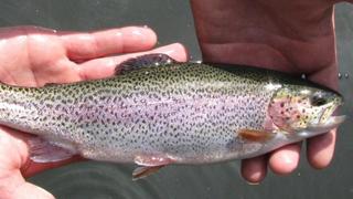 Location Terrain industriel à Plaça de l'església 2. Piscifactoría + solar alquiler en tarragona (españa)