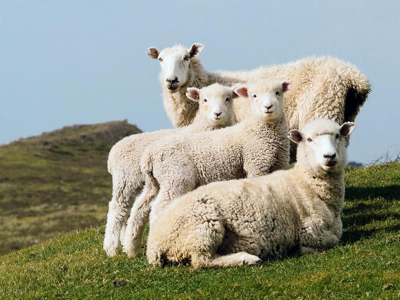 Foto d9526d4c-2f79-48f1-aa92-2d3d9c4649fe. Lloguer finca rústica a Riudecols