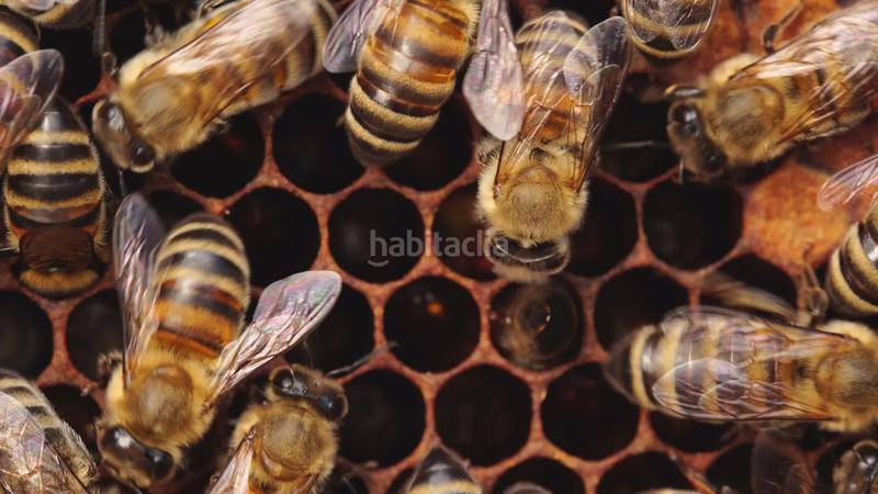 Foto 09fa7d0e-291c-4335-9ec4-ac45256613e2. Alquiler finca rústica apicultura. alquiler finca ideal para las abejas. en Riudecols