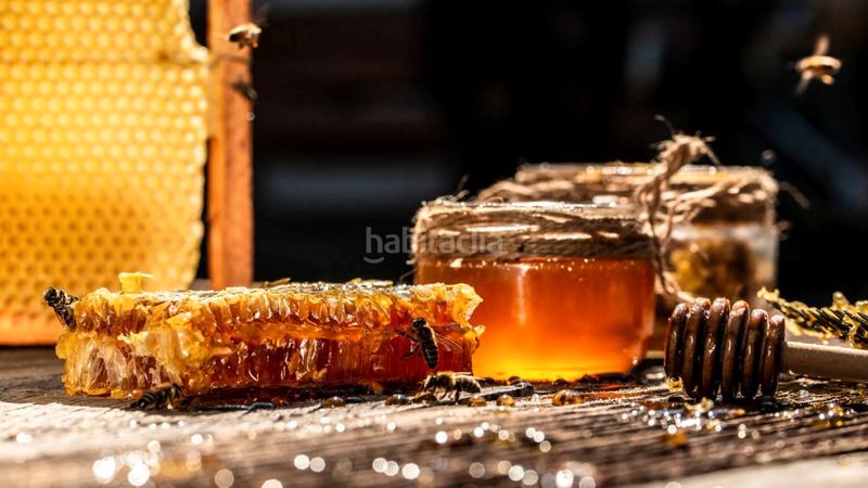 Foto d3b5cd3d-8517-431a-b0f2-d422a10bb8f0. Alquiler finca rústica apicultura. alquiler finca ideal para las abejas. en Riudecols