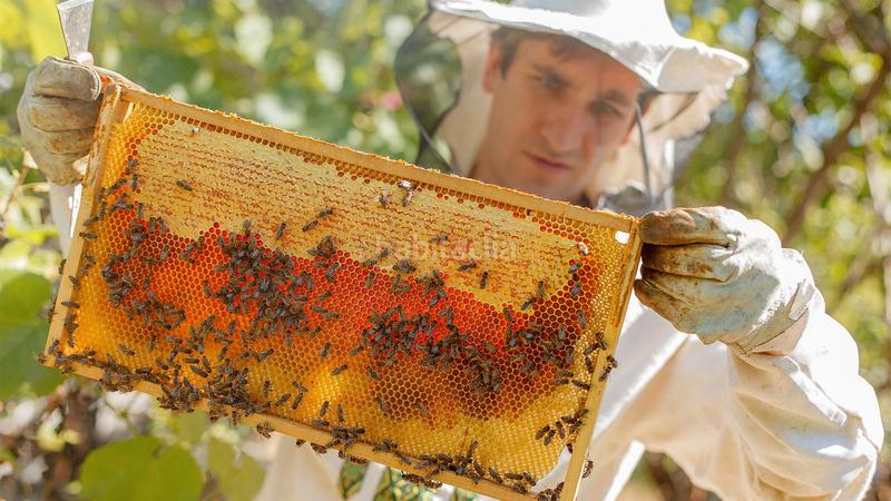 Foto ec826323-d169-4450-9682-60cf54987d94. Alquiler finca rústica apicultura. alquiler finca ideal para las abejas. en Riudecols