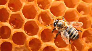 Lloguer Finca rústica a Riudecols. Apicultura. alquiler finca ideal para las abejas.