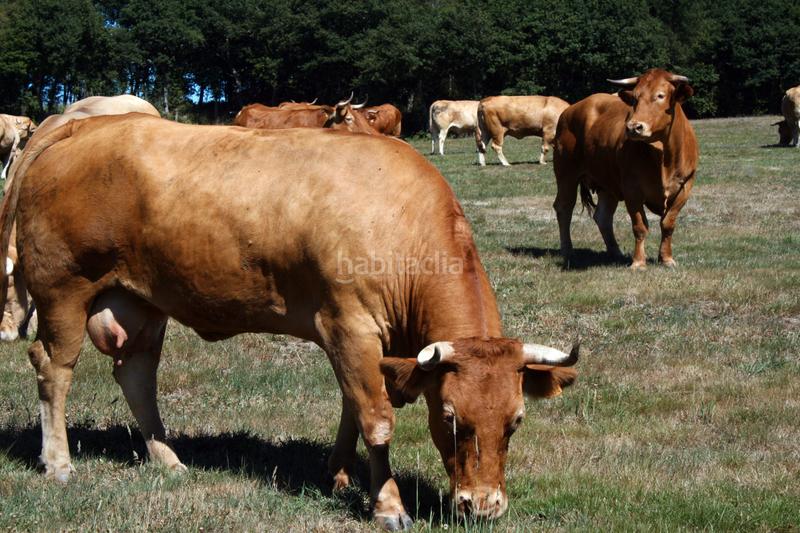 Foto 89ae8d6b-b738-4b93-abd3-b446c4c5d651. Alquiler finca rústica alquiler finca (total o parcial) ideal para el pastoreo ecológico – hasta 674.000 m² en Riudecols