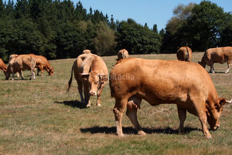 Foto c52a4950-c2d0-4afd-9235-f98cb789cde6. Alquiler finca rústica alquiler finca (total o parcial) ideal para el pastoreo ecológico – hasta 674.000 m² en Riudecols