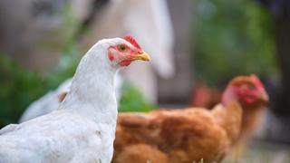 Miete Landgut in Riudecols. Alquiler finca ecológica gallinas camperas