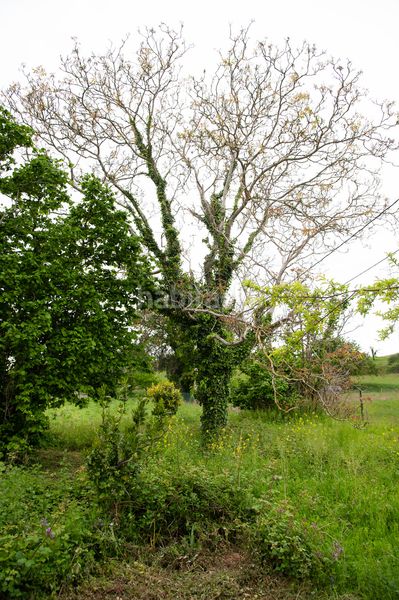 Foto e6d94673-93b2-4029-b926-2f33c086ffdb. Casa adossada a Penagos