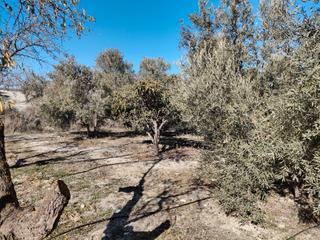 Propriété à N/a. Tierra de olivos y almendros
