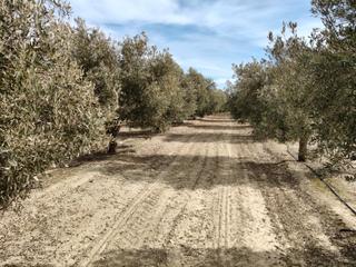 Finca rústica a N/a. Olivos con riego